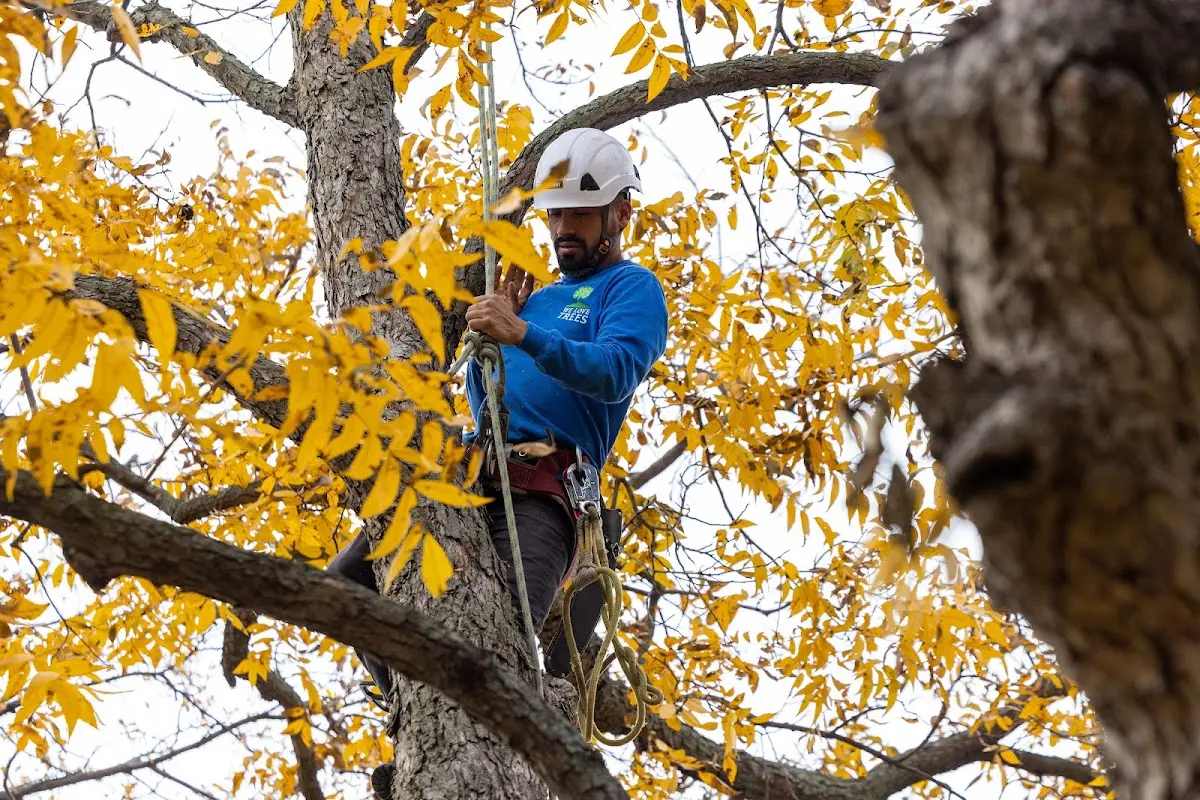 Skilled Tree Planing crew working in Dumas